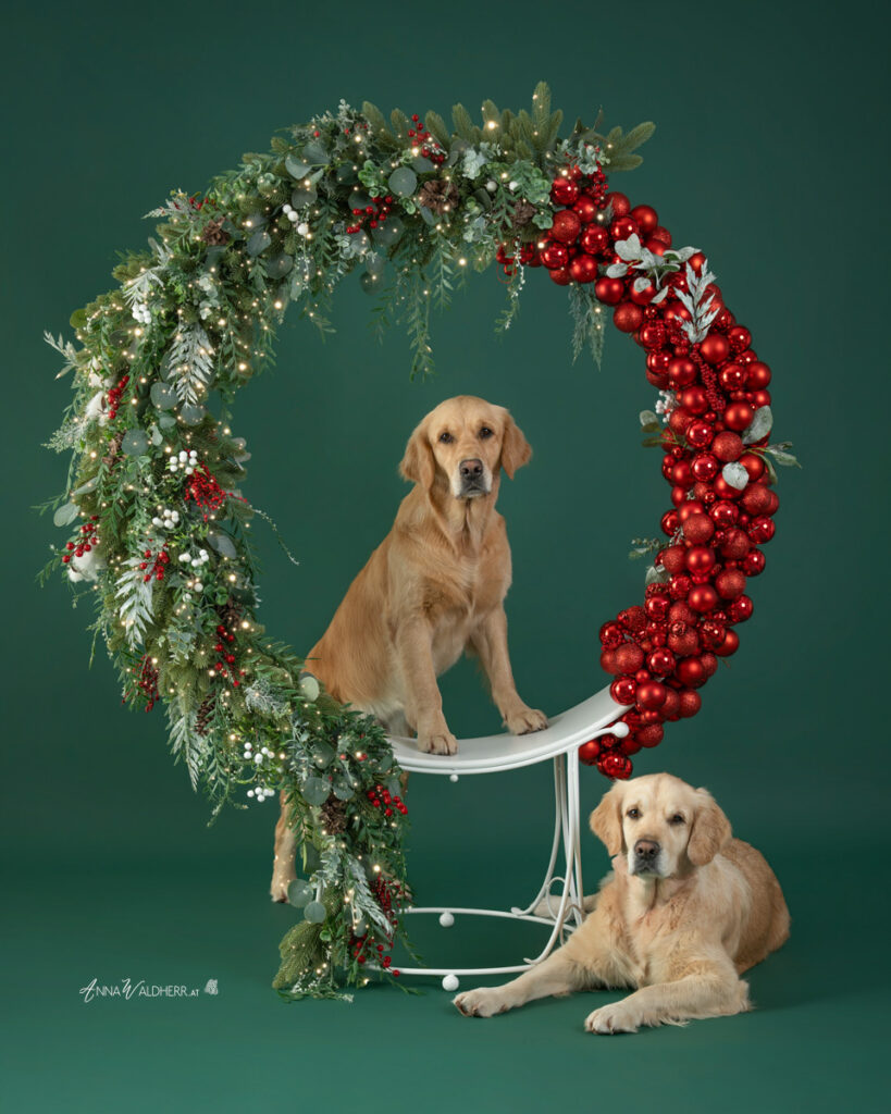 Weihnachtsaktion Fotoshooting mit Hunden in Wiener Neustadt